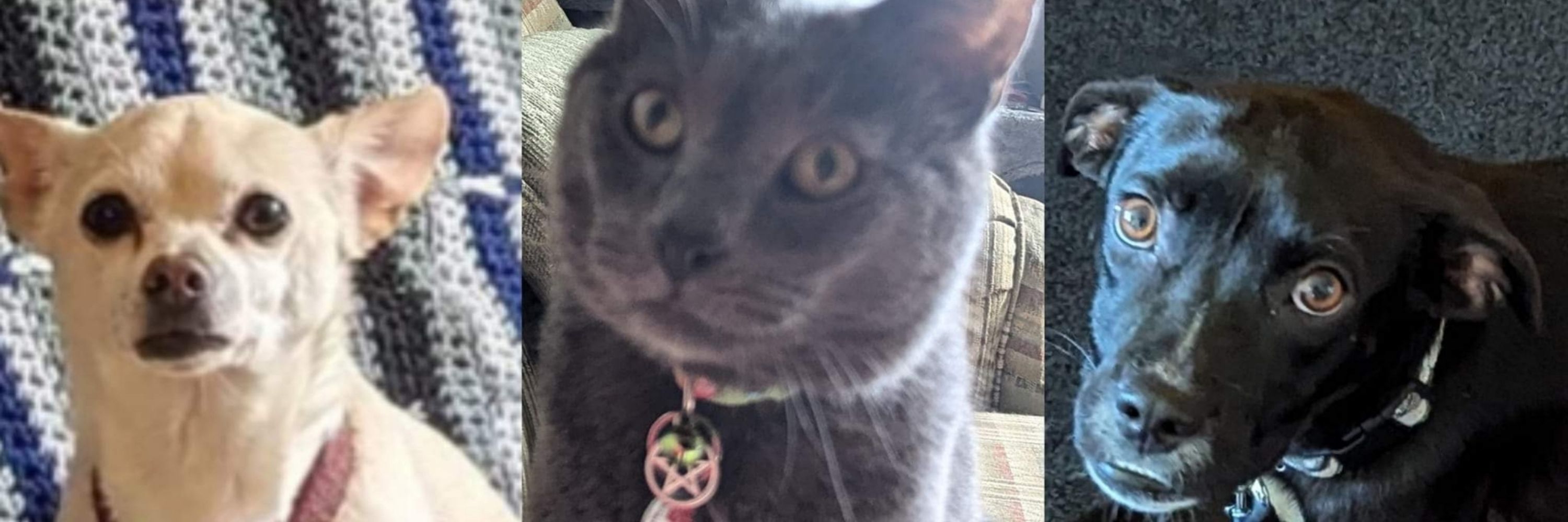 Lola A. Meyer 🇵🇷 🏳️‍⚧️ ♍ 🧡 ♿