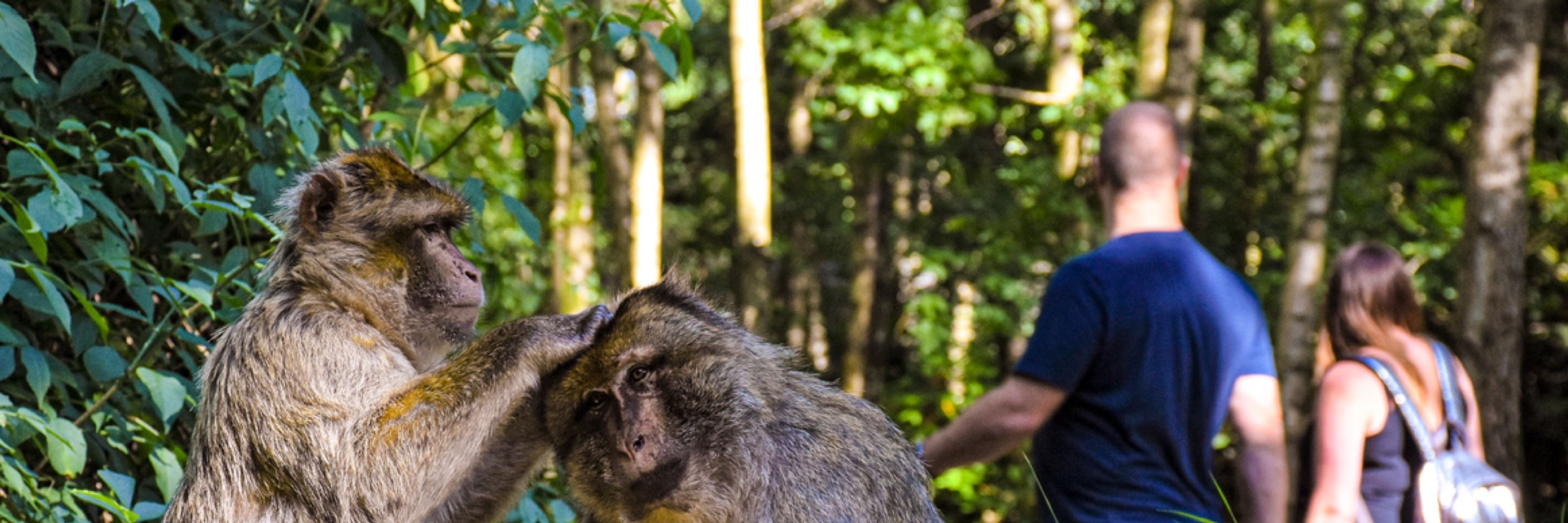 Trentham Monkey Forest 🐒🌿
