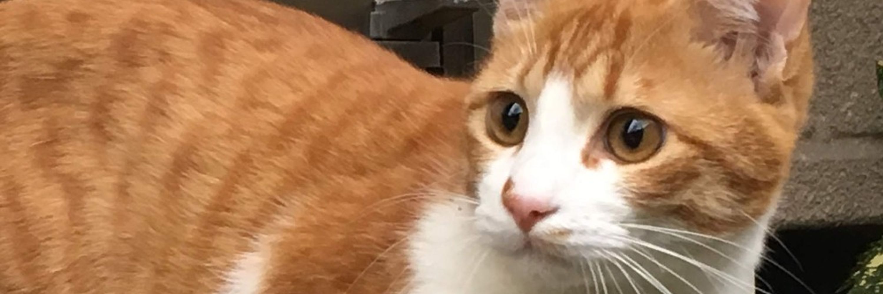 ねこぱんだ