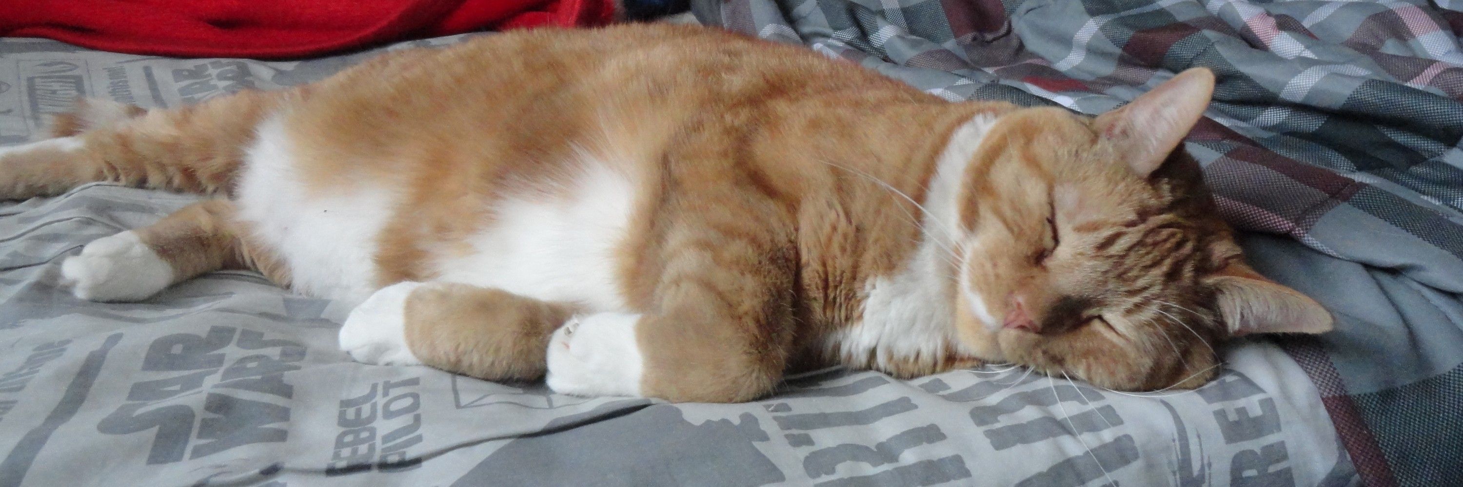 Baco