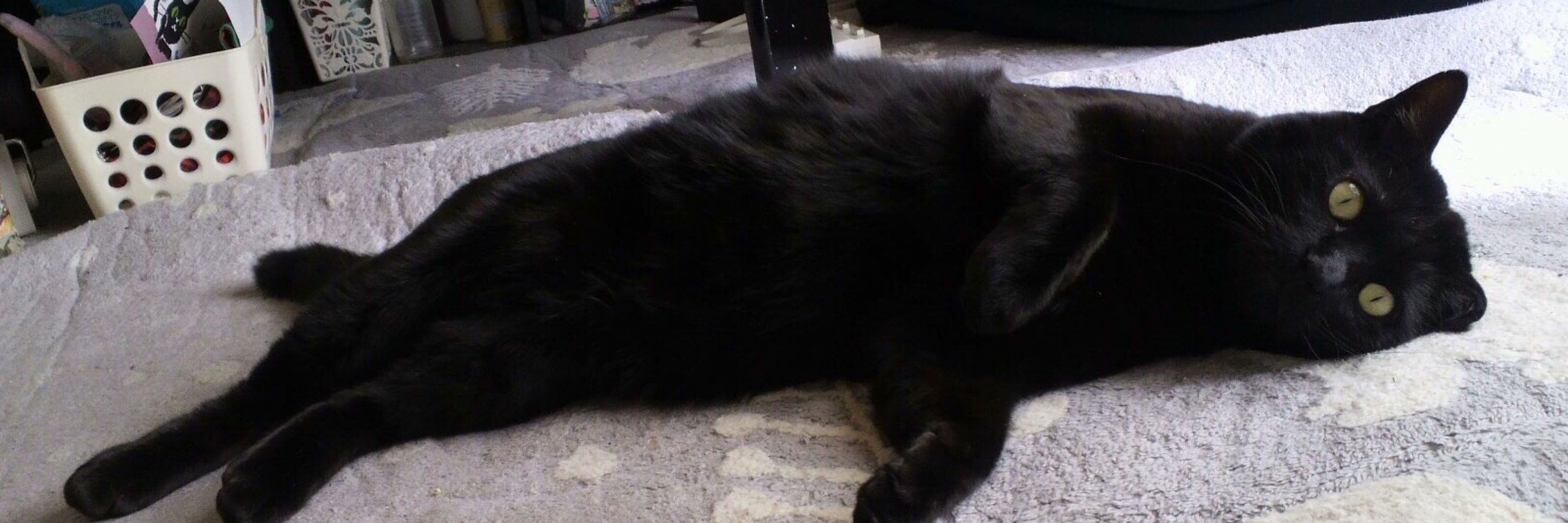 黒猫はじめました。