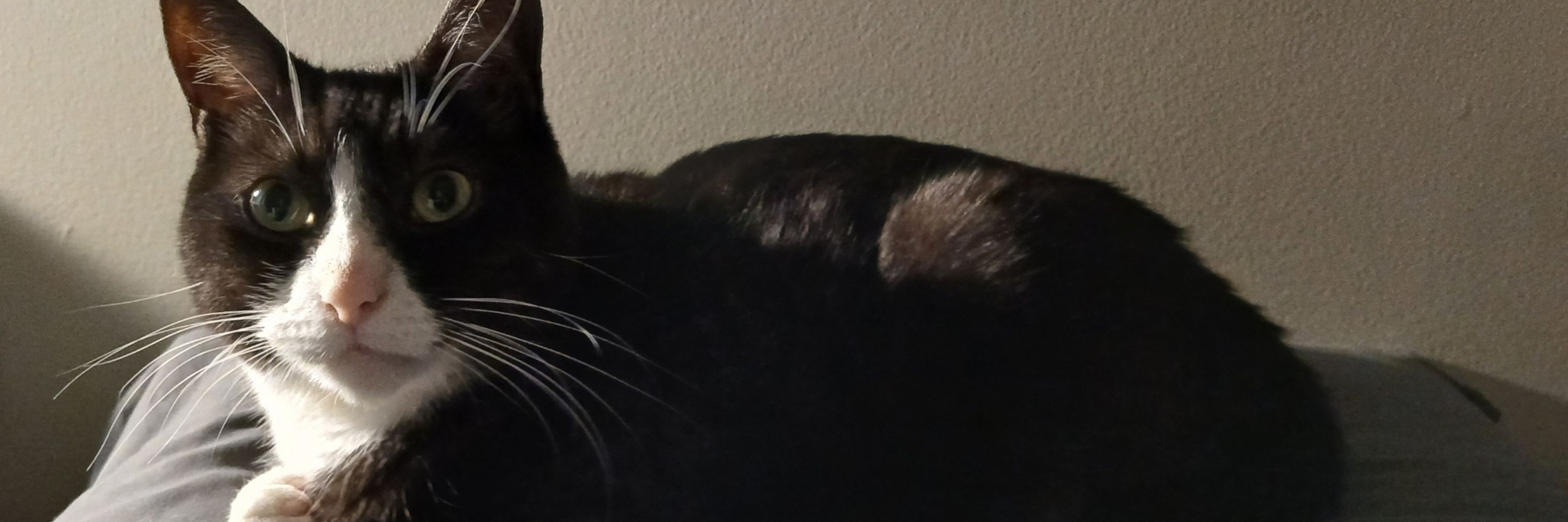 Samster