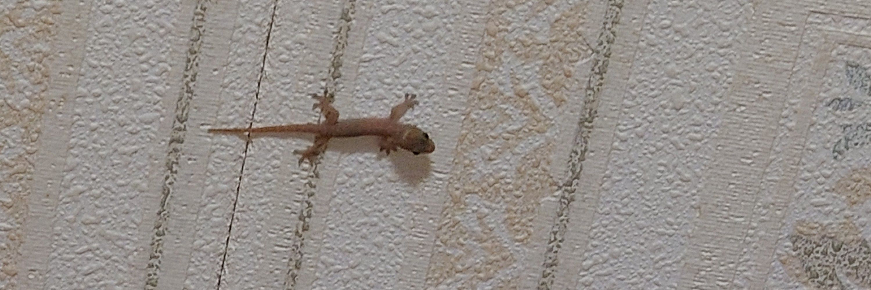 こたじろう