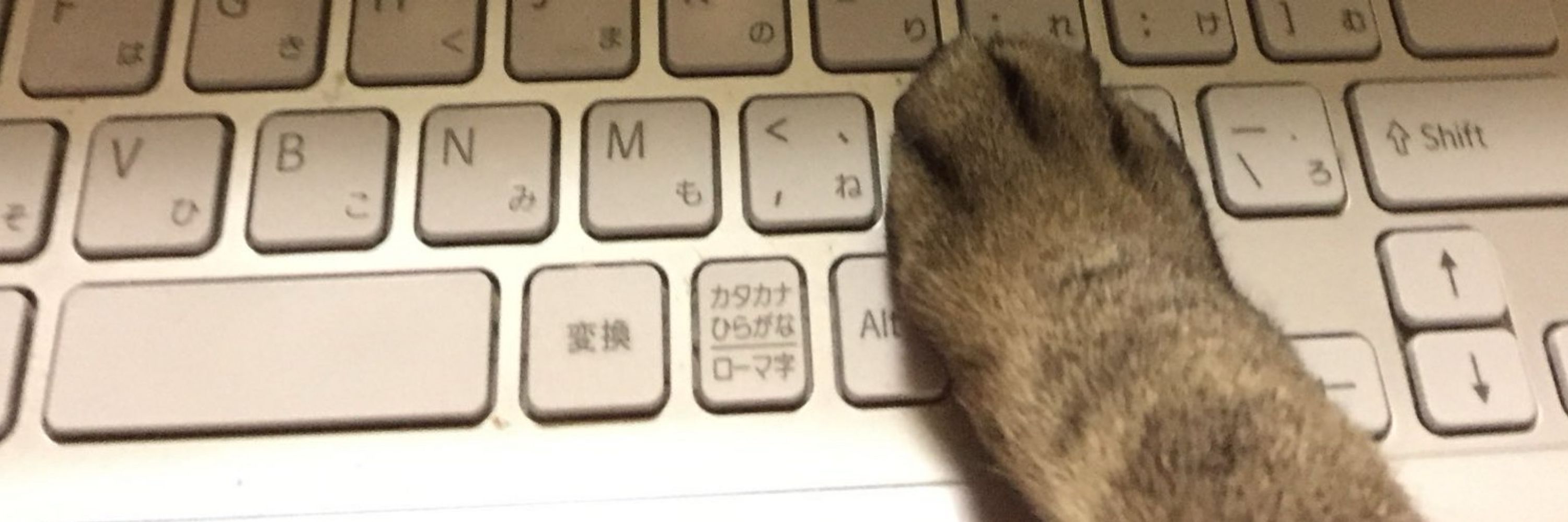 三國青葉＠講談社文庫「福猫屋」シリーズ発売中