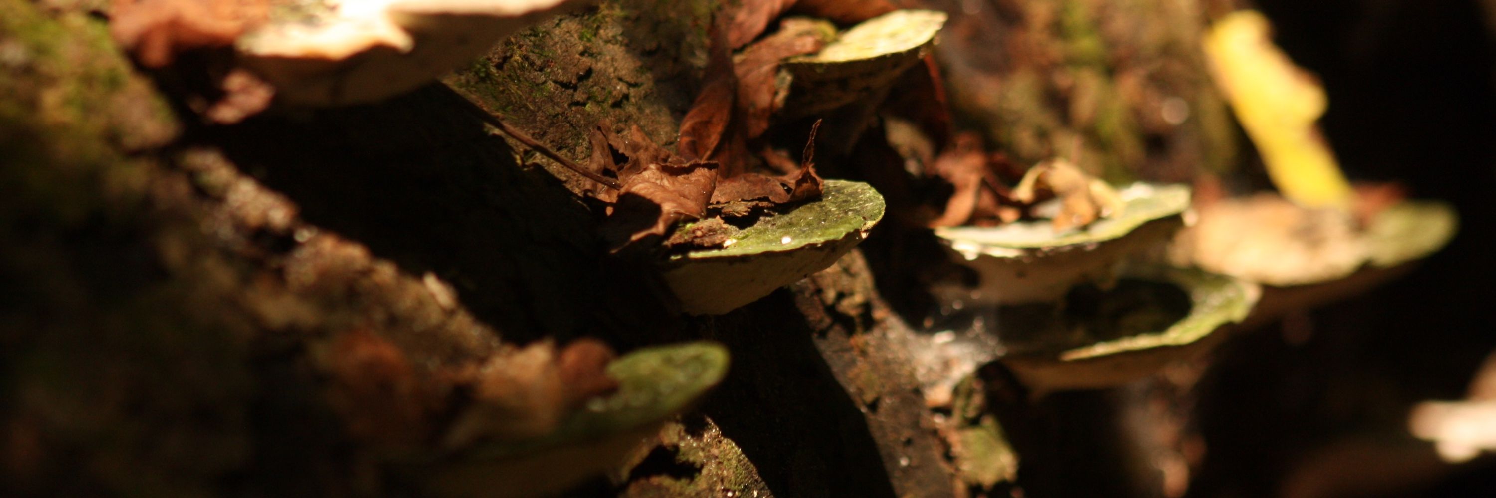 ThatCarpet_MushroomSeeker
