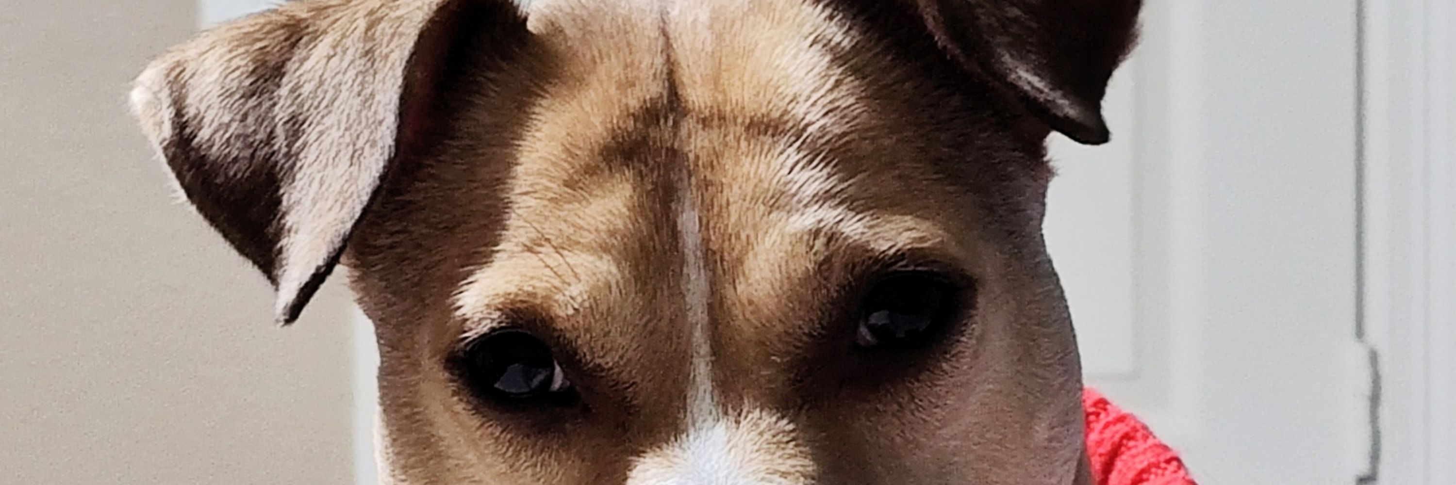 Tam