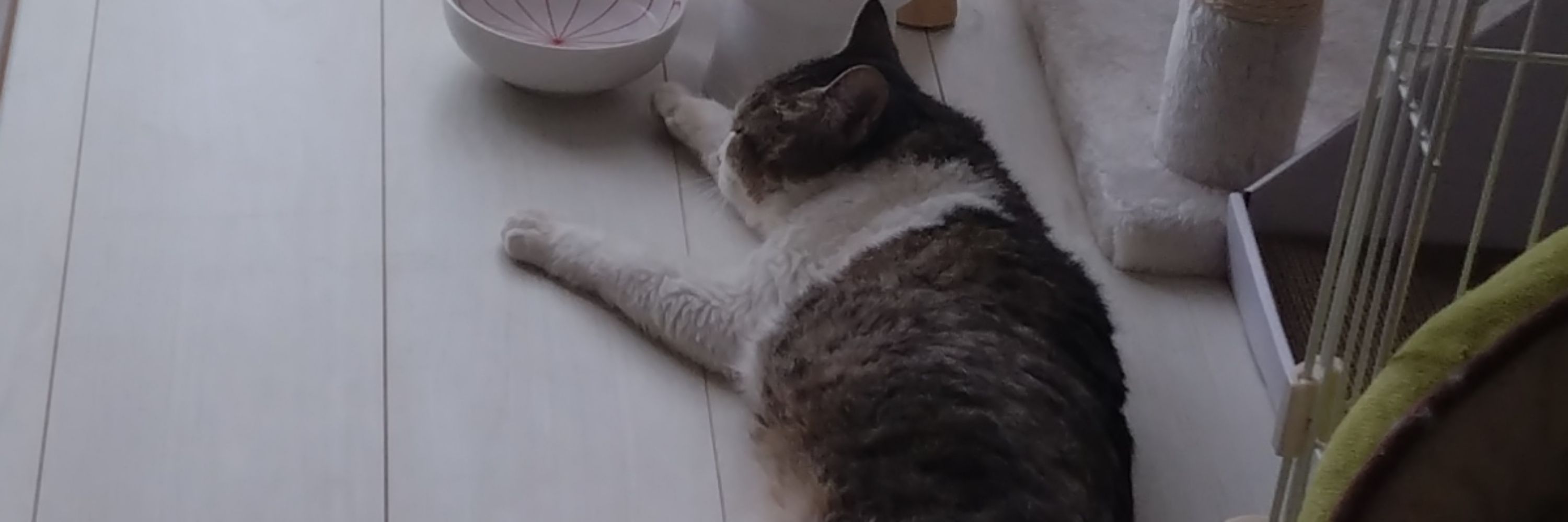水ちゃんと暮らす