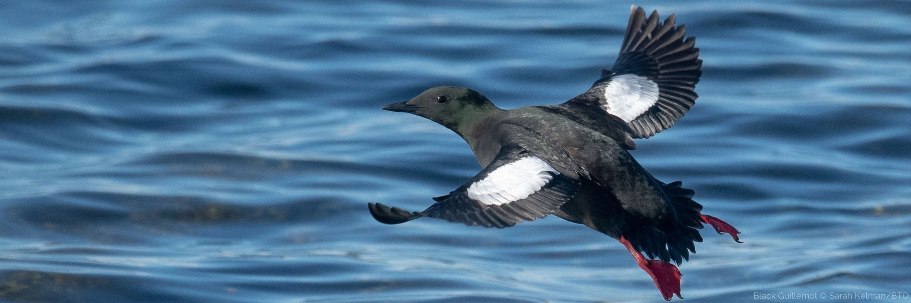 BTO Northern Ireland