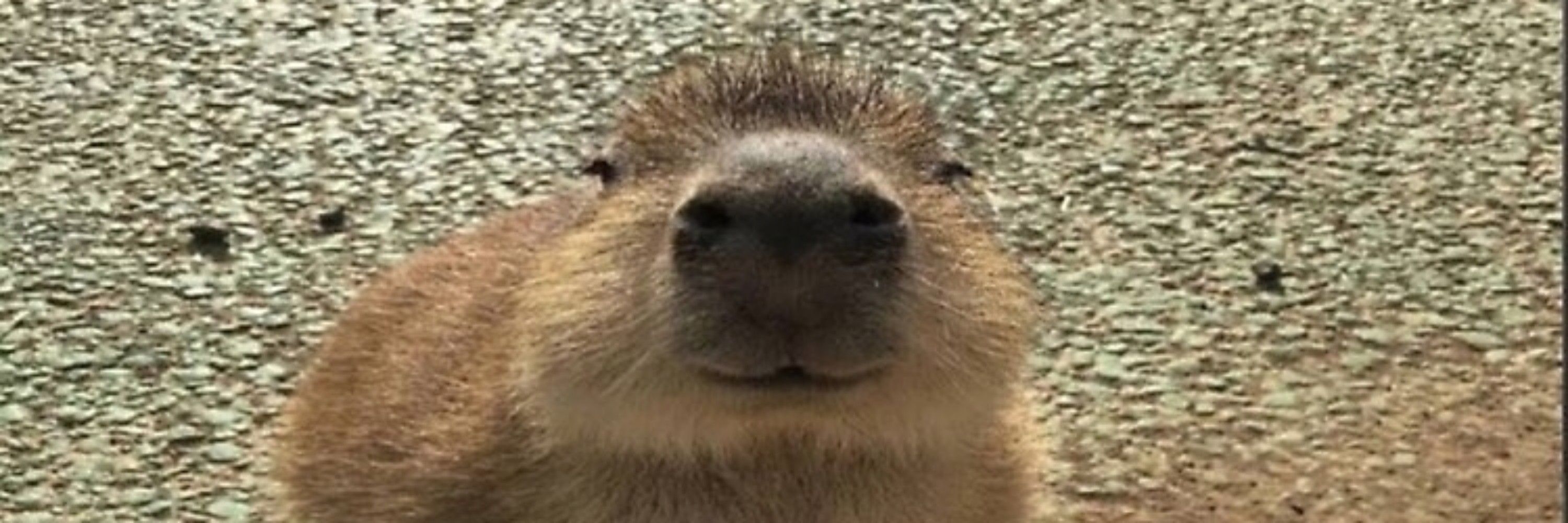 hal guy