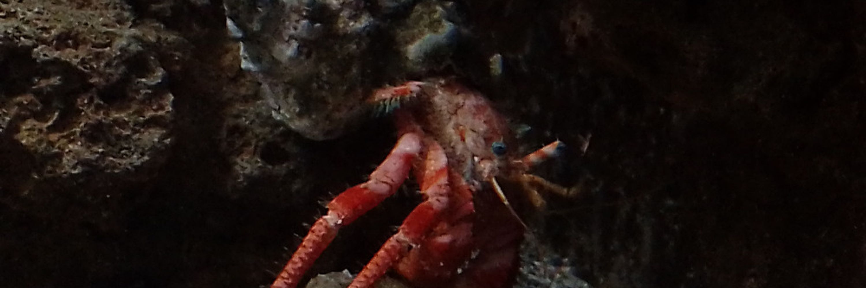 Pagurus