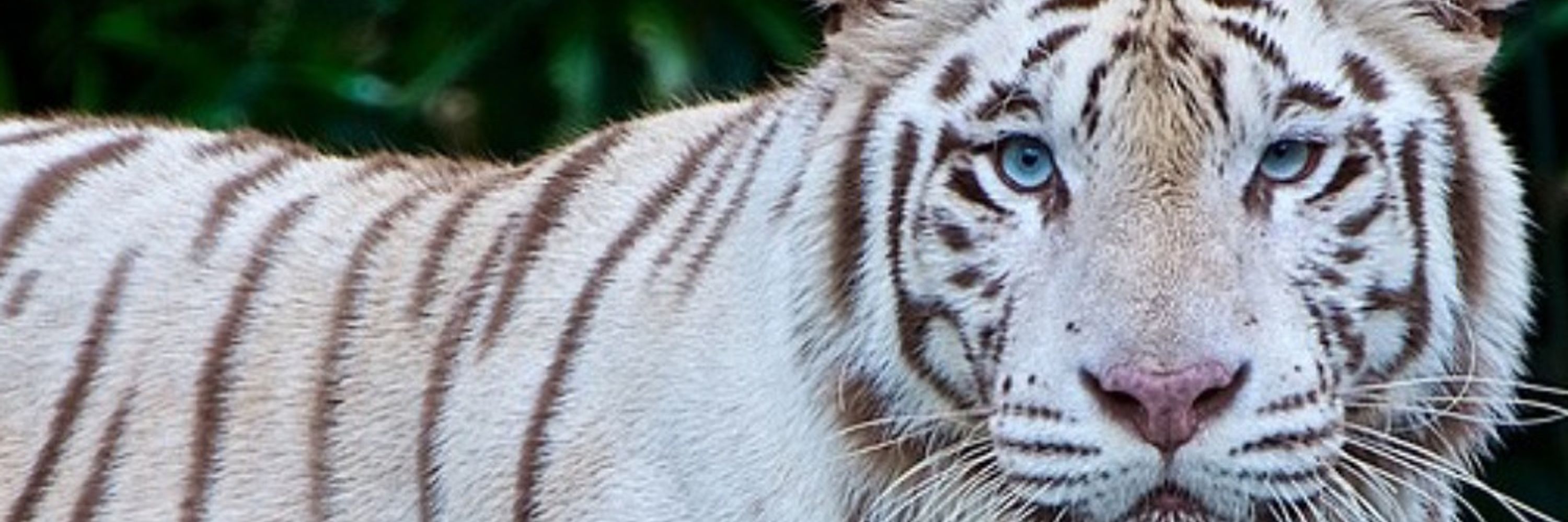 The Daily Tiger