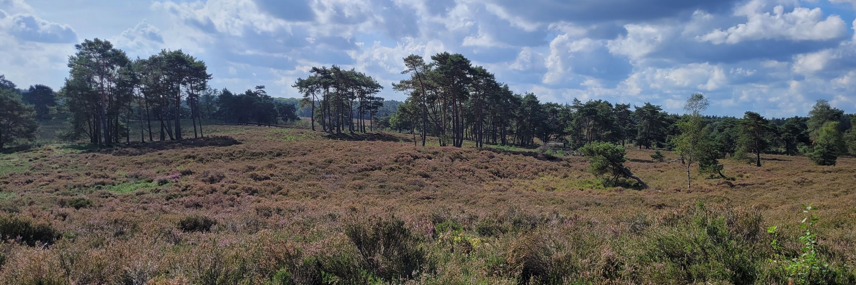 Wakkerinnl