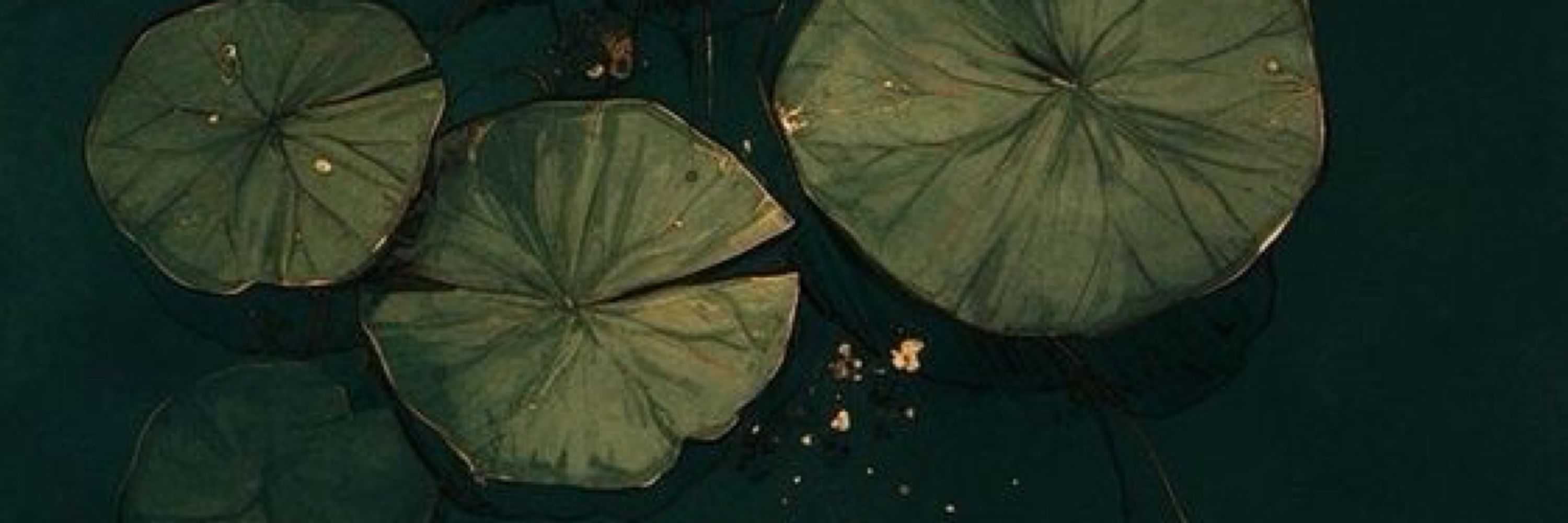 Rebecca Dewleaf