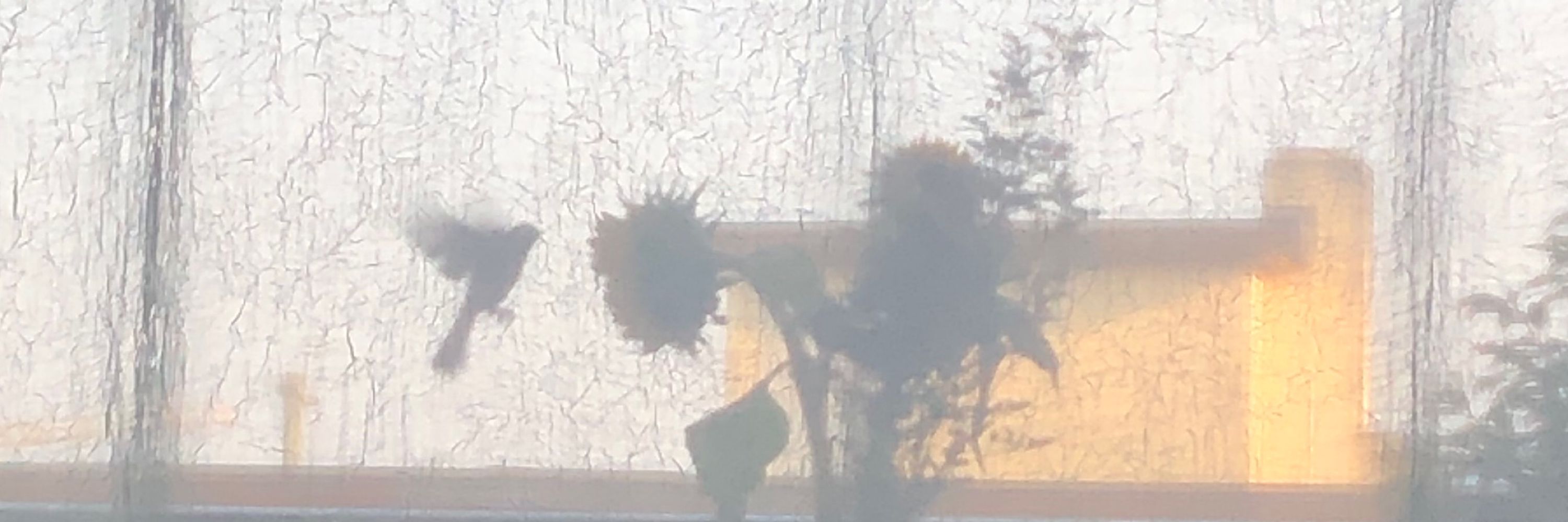 sunny