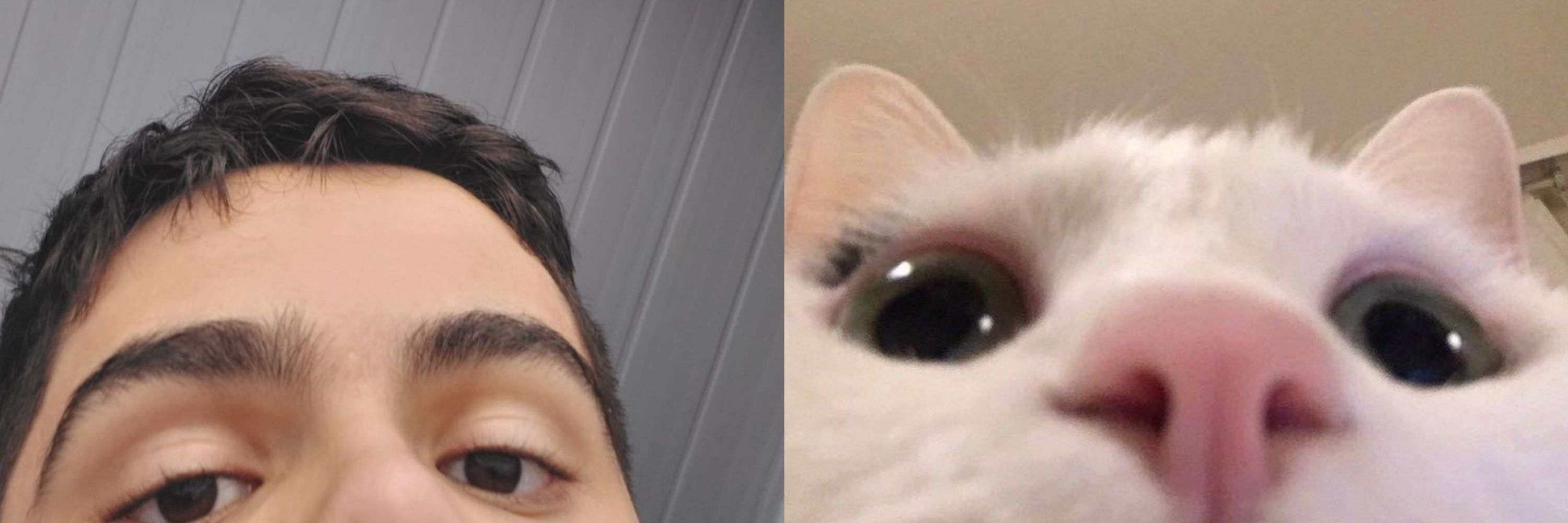 sasa