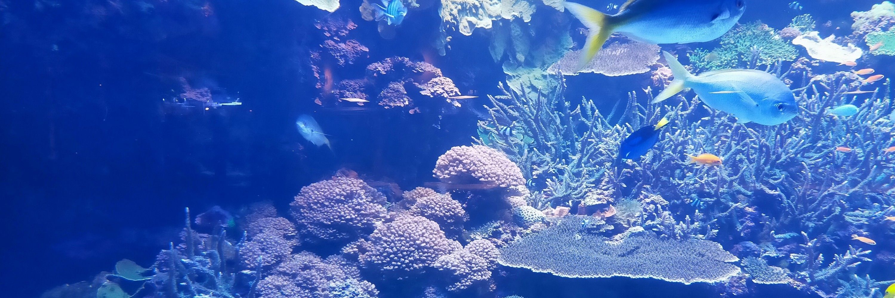 キノト