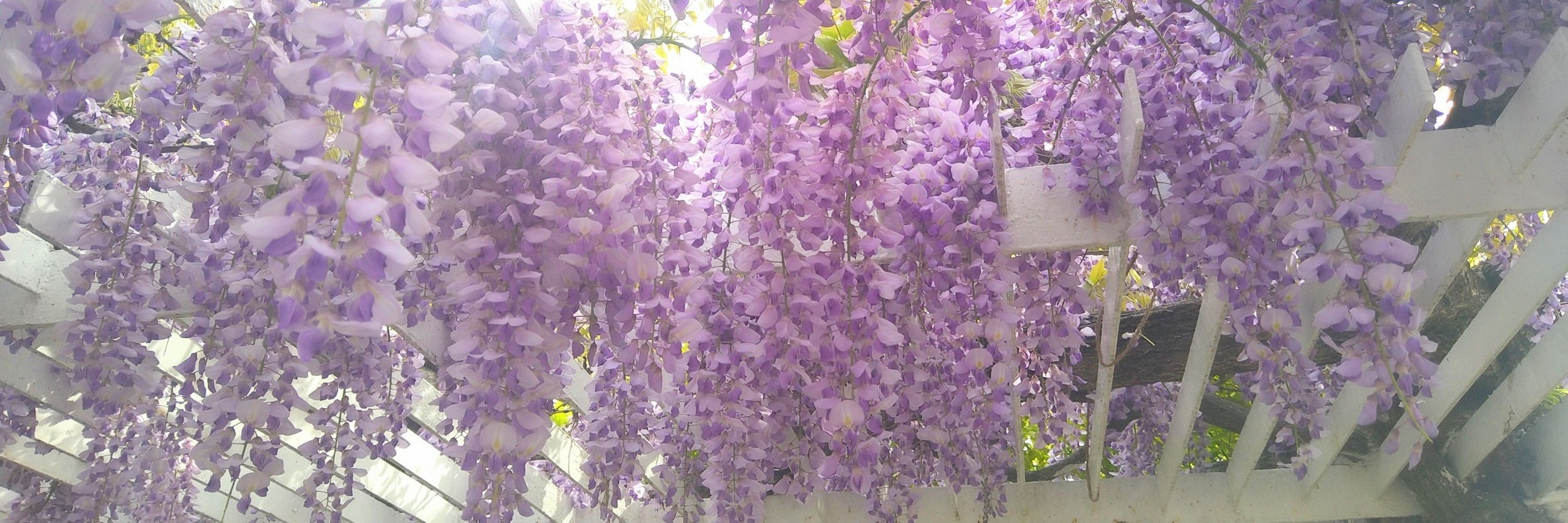 ひいこ