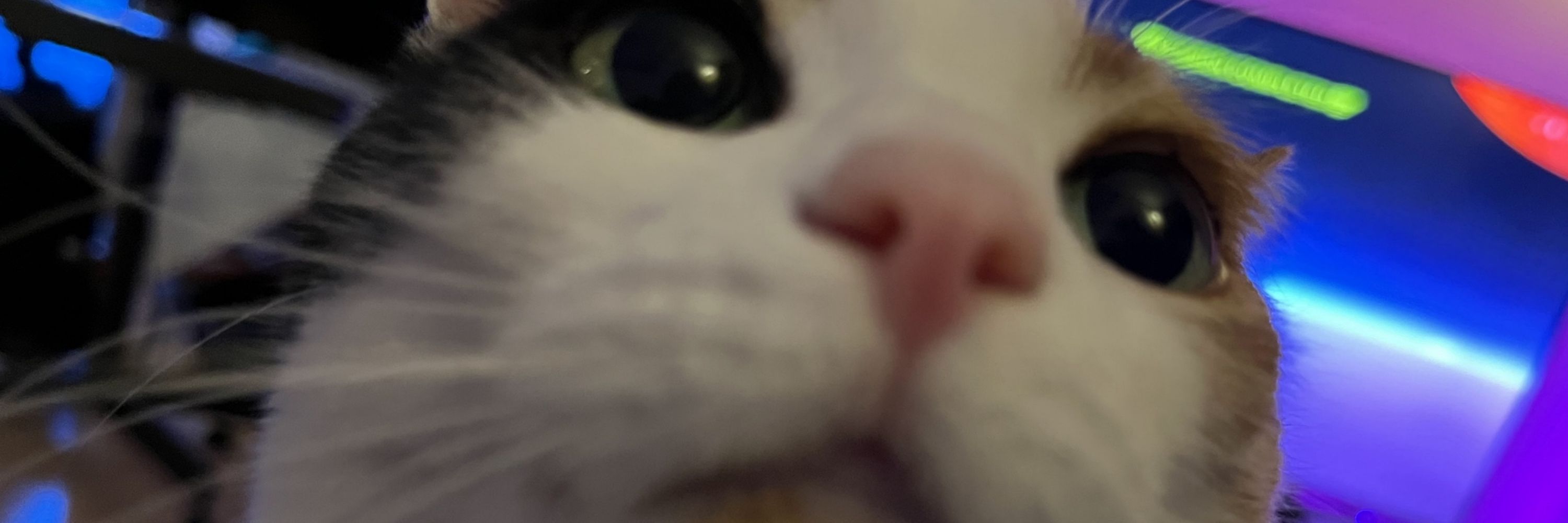 nikobe
