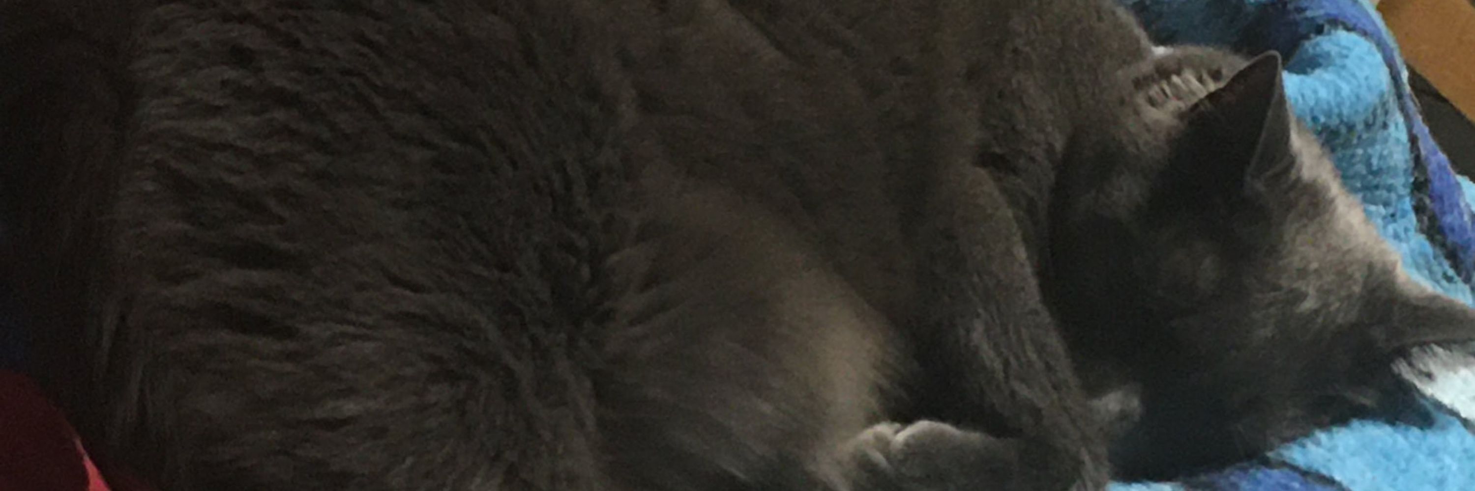 mae