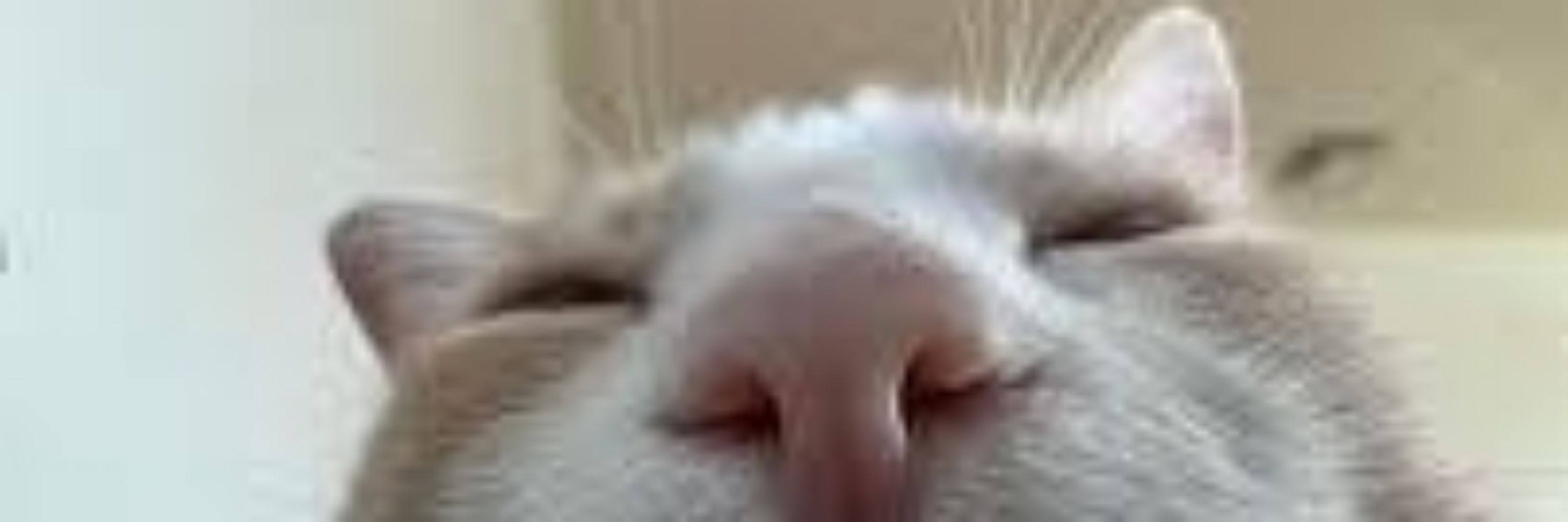 Meowcyvt 