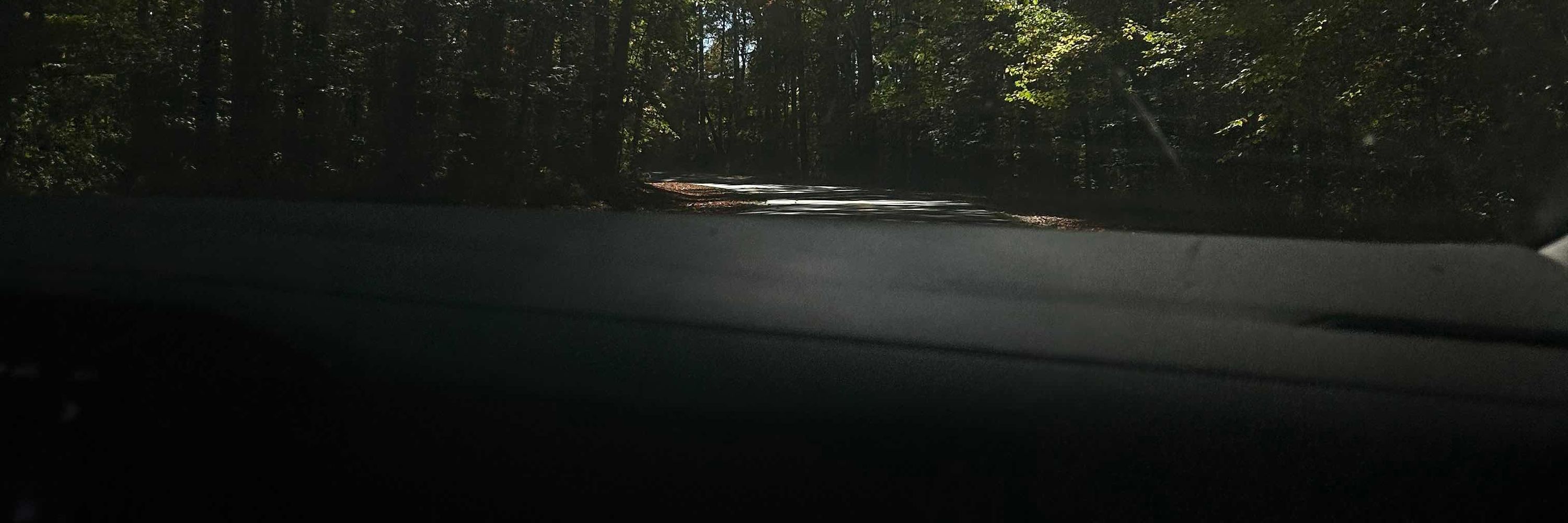 Jordyn/Forest