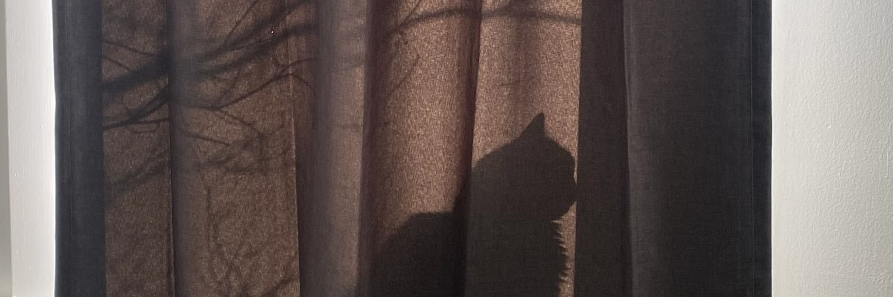 sun cat
