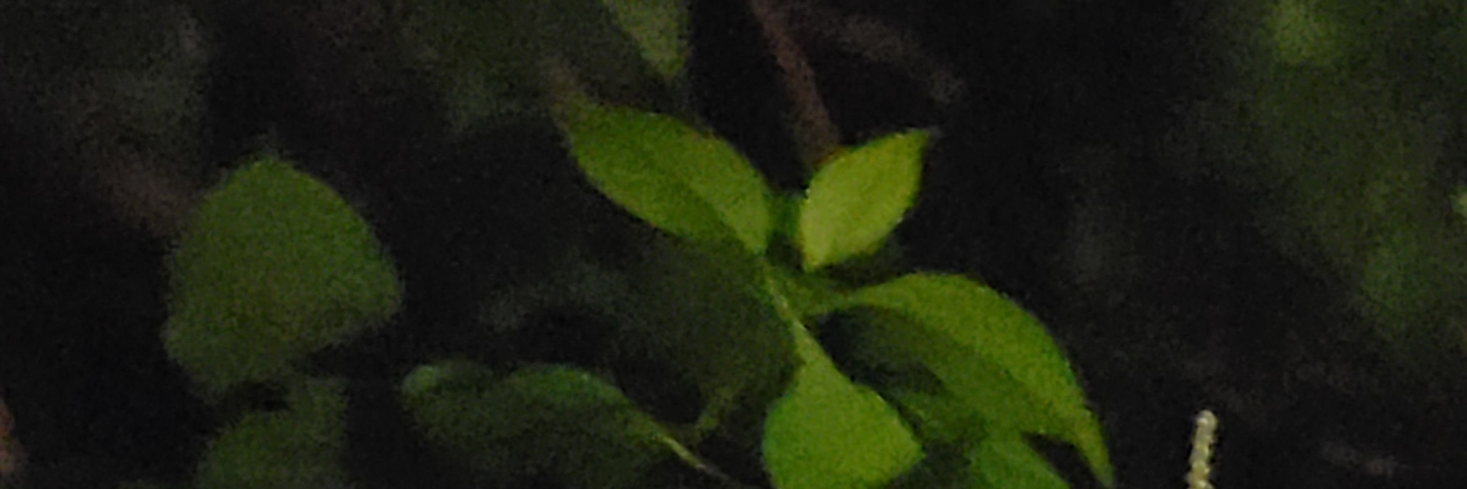 Abyscus