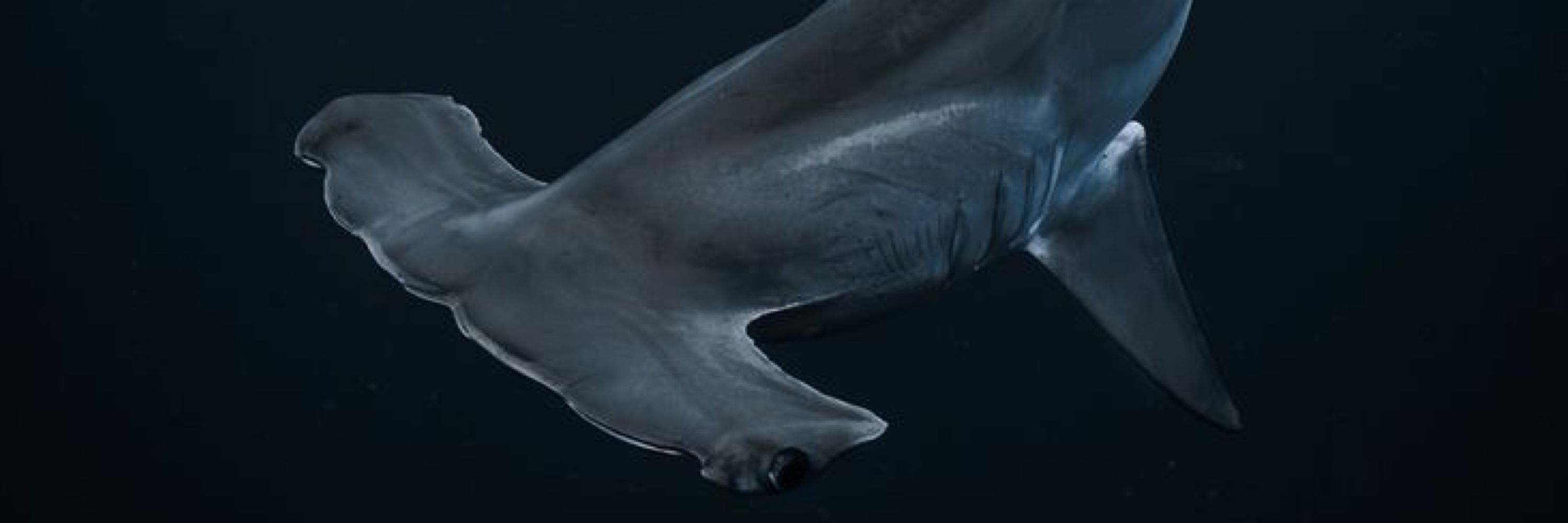 tony shark