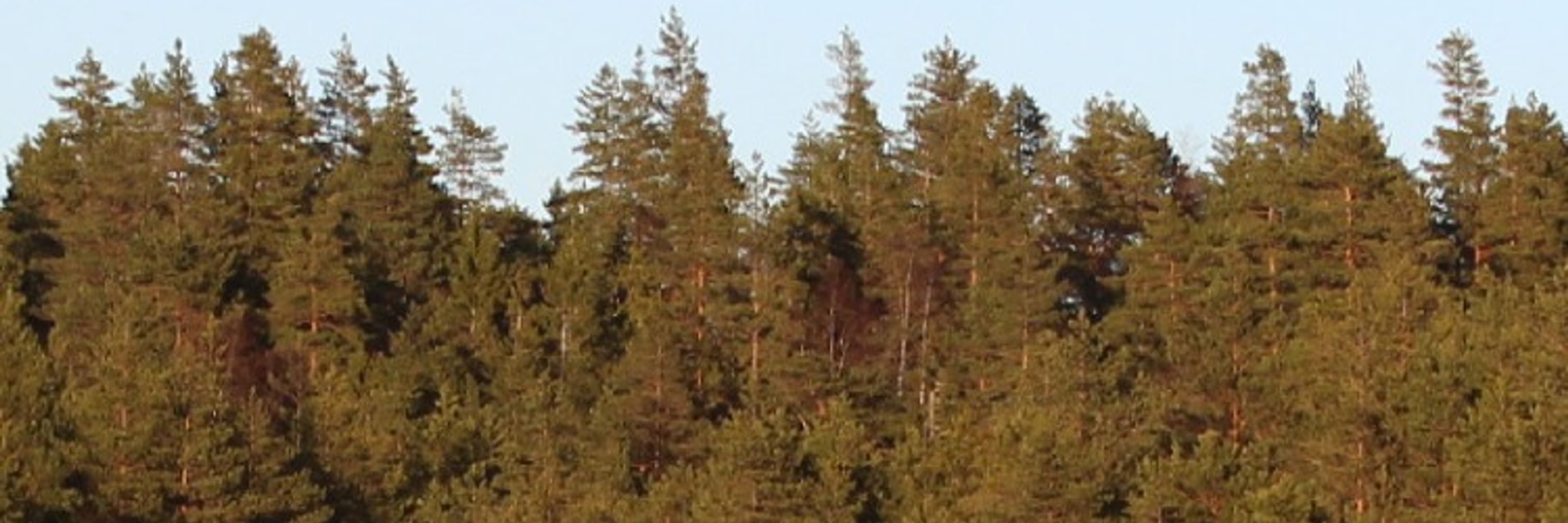 Jyrki Kuoppala