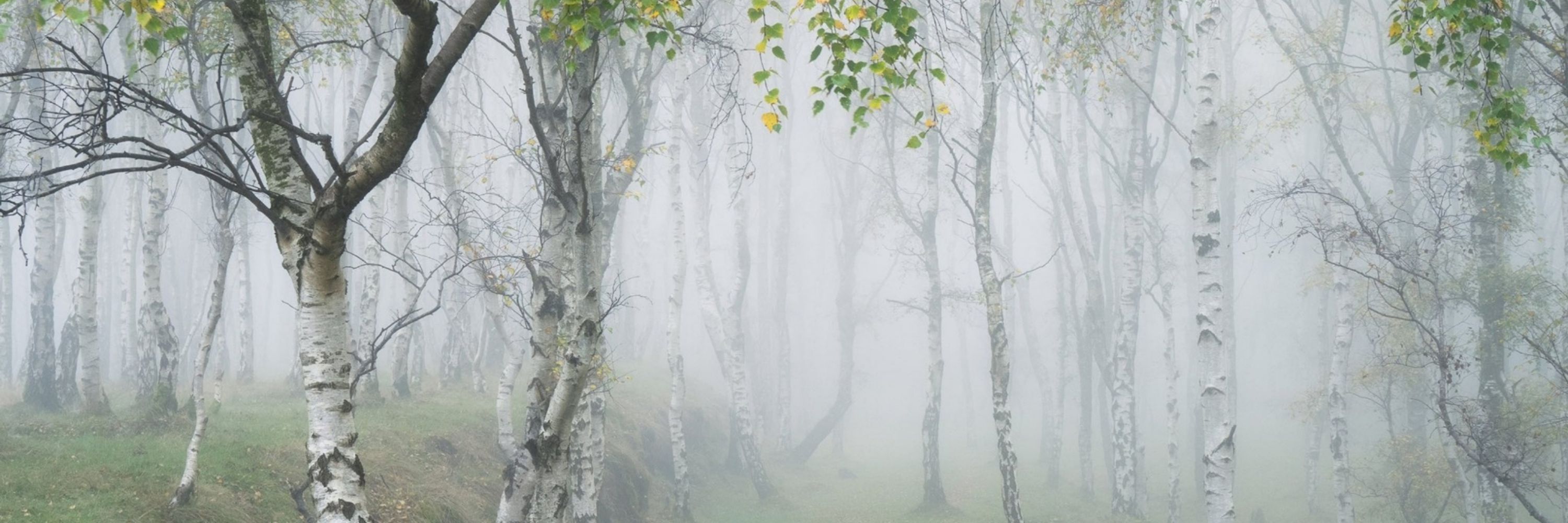 Forestmadame