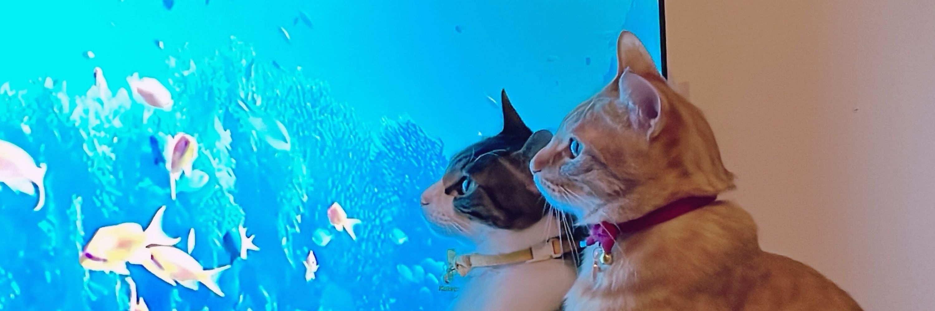 こてつ🟡みかん🔴