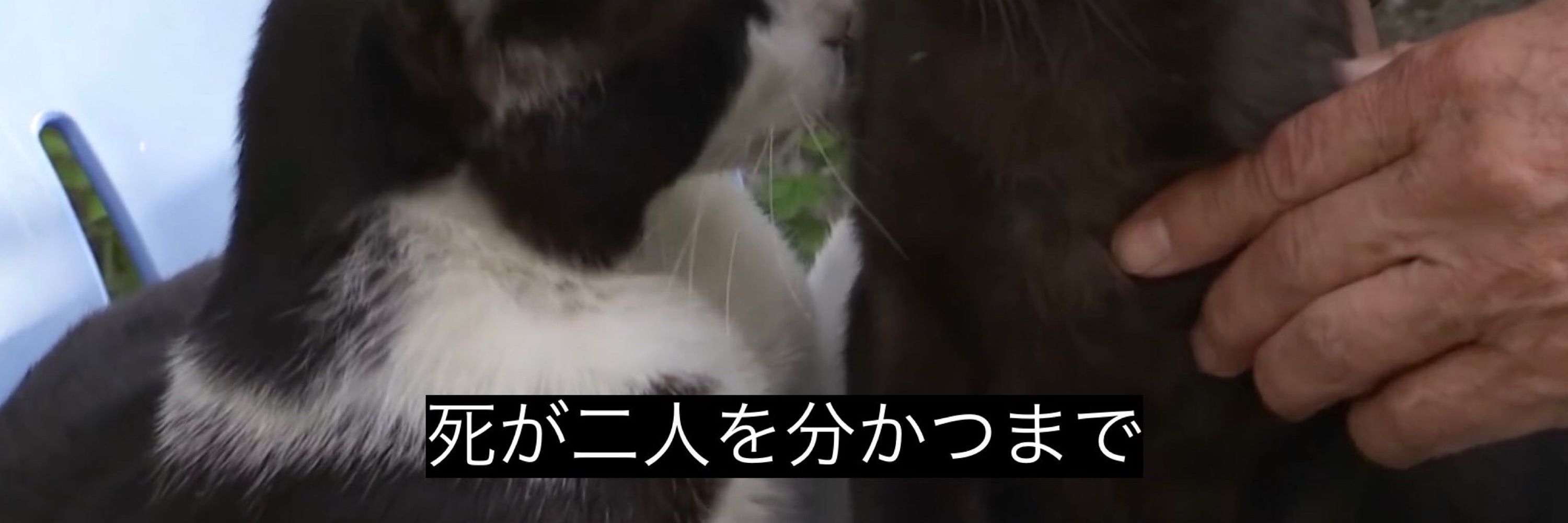 野分 百合