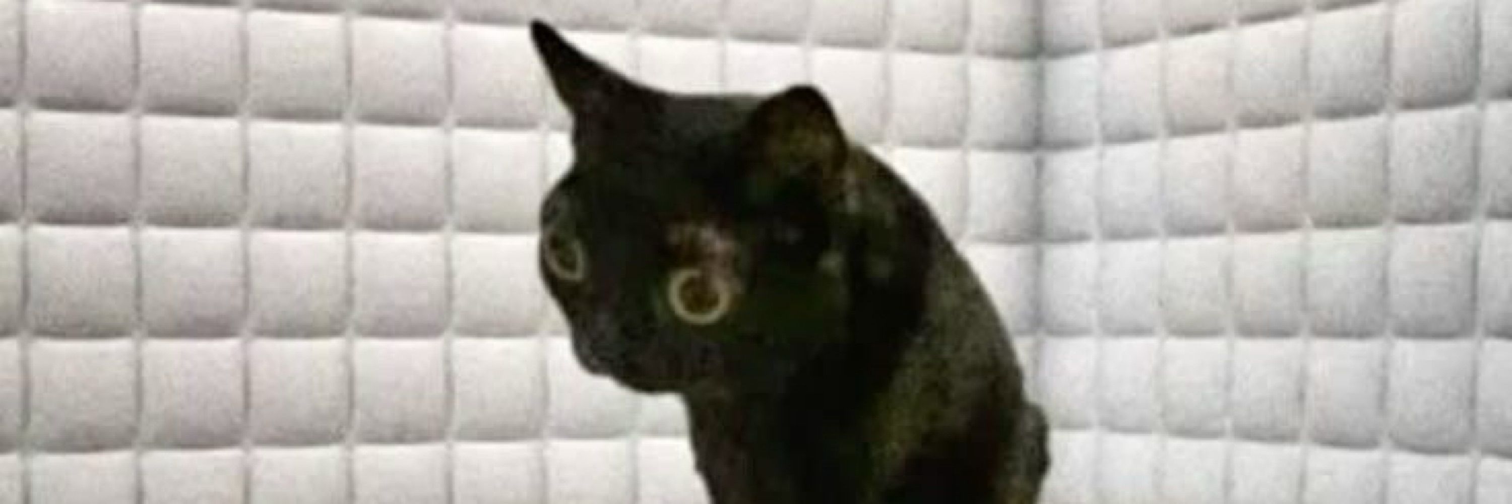 Daemia
