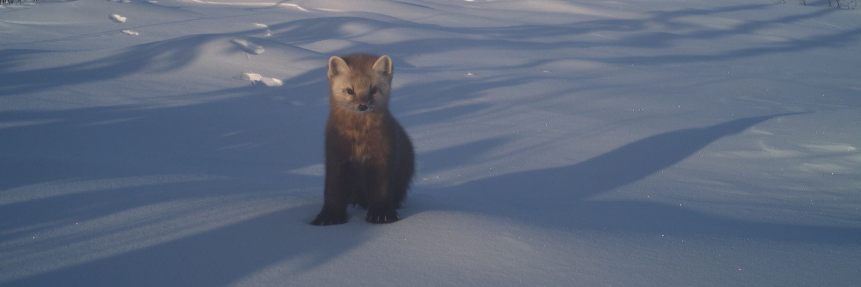 Mustelid