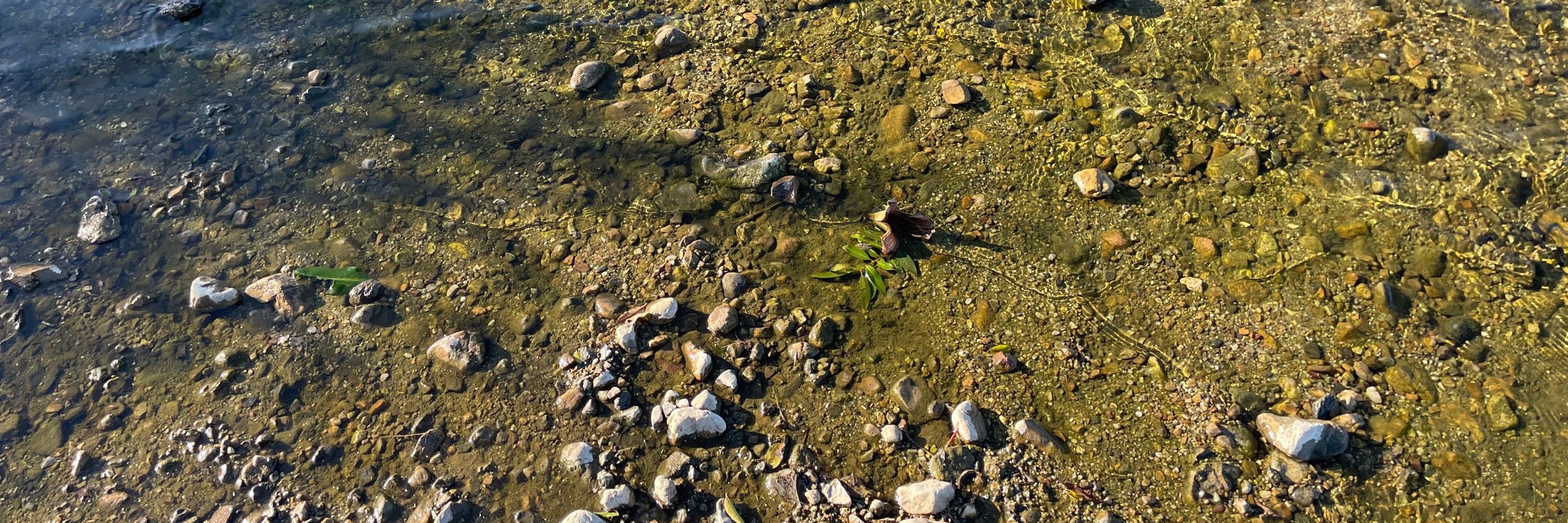 鍵野ろい