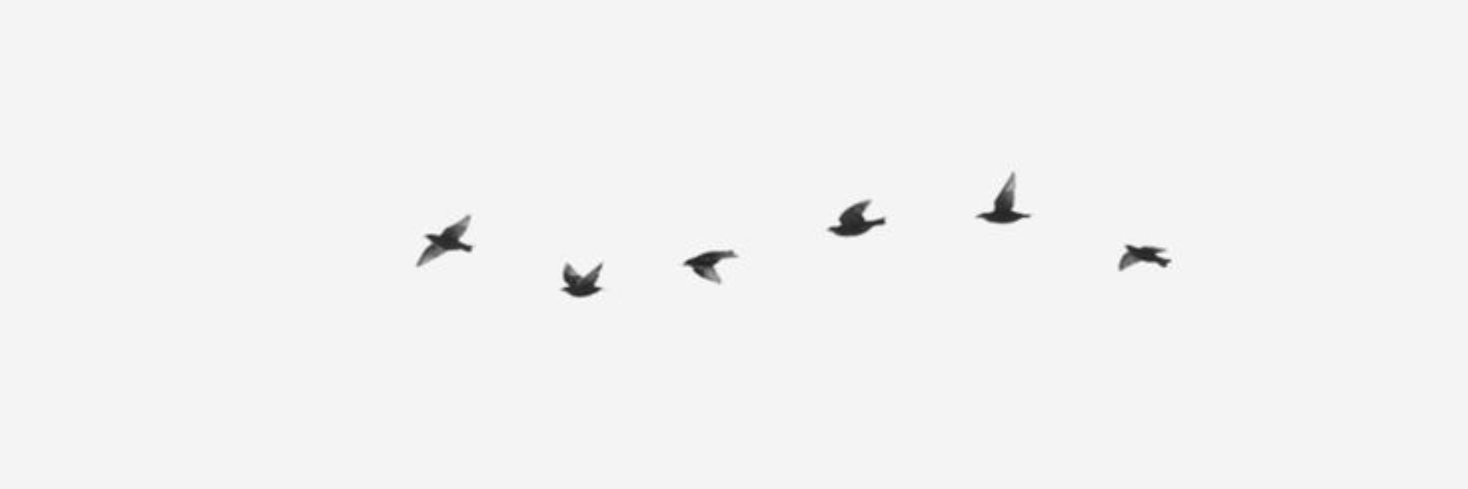 Birb