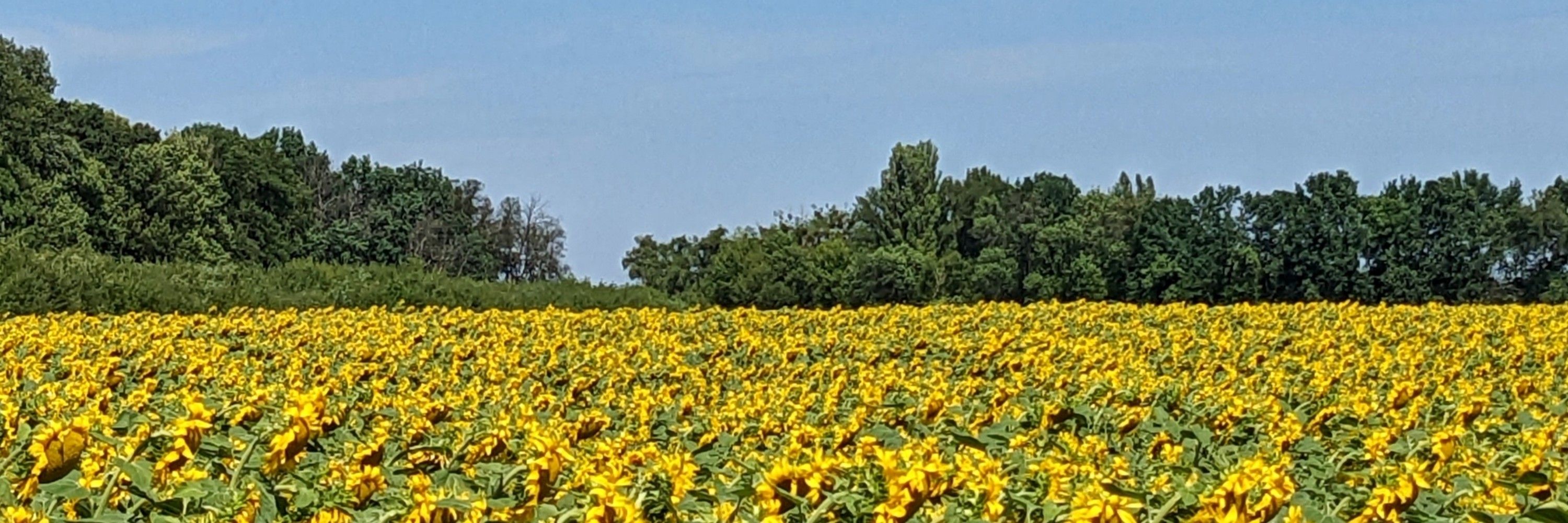 Марічка, що готує шоколадки