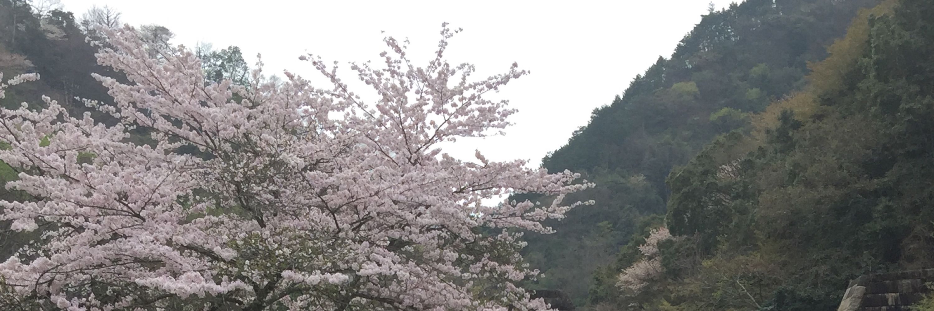 雪降野