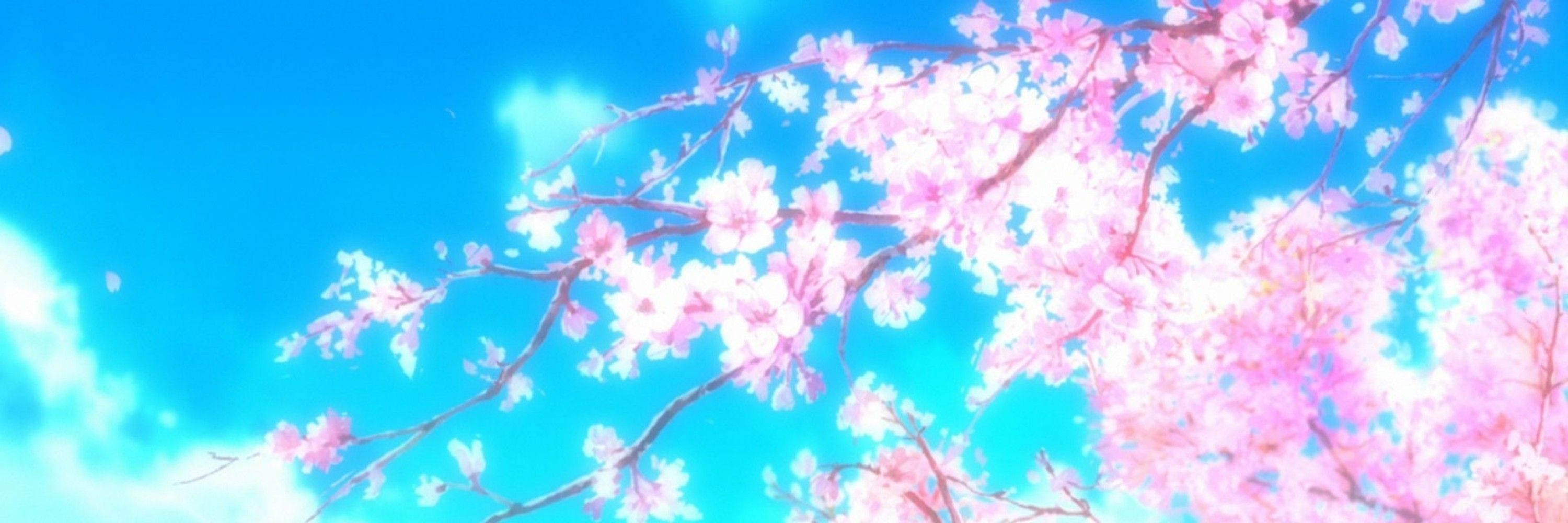 Sakura 🌸