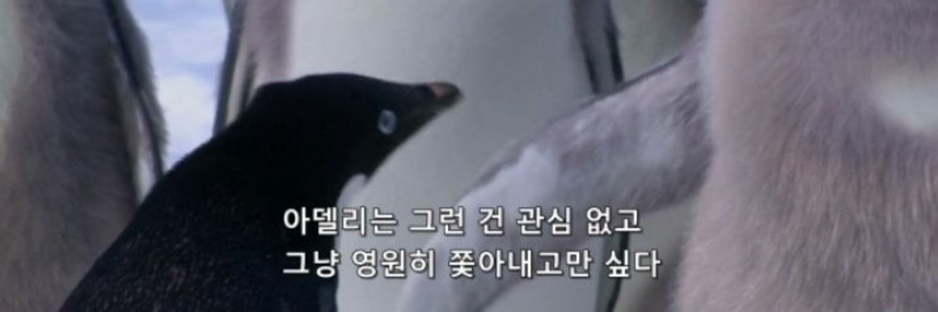 아델리펭귄