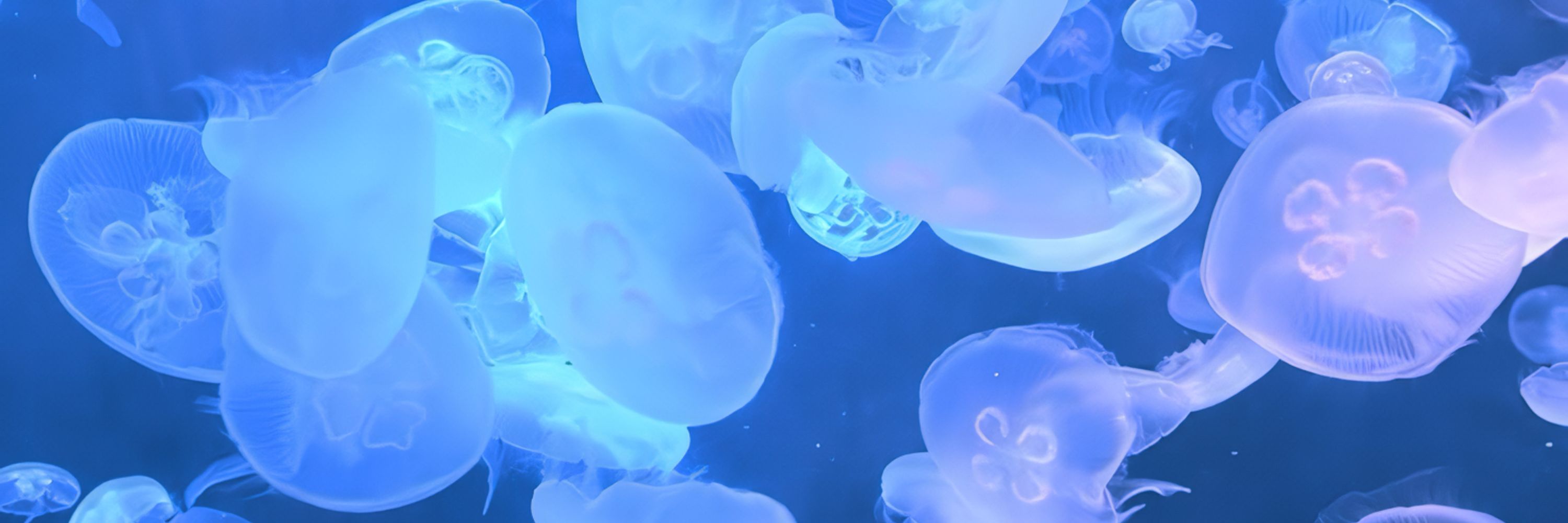 ‎ ‎ ‎ ‎ ‎ ‎ ‎ ‎ ‎aqua ★🫧