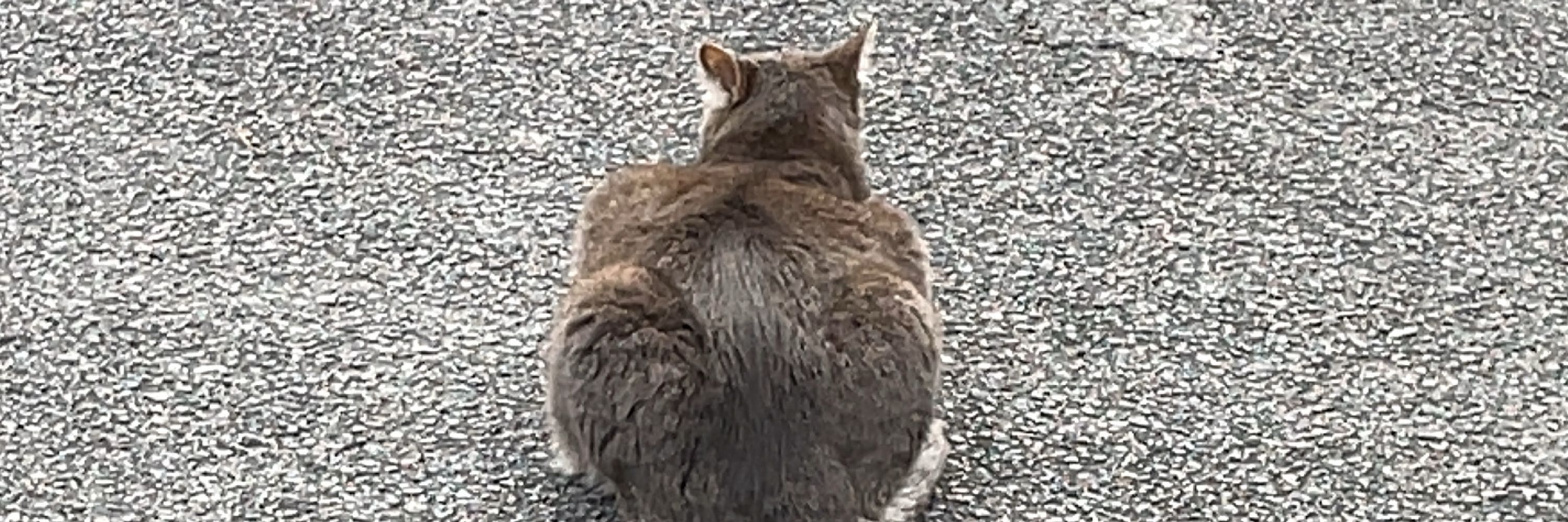 しし