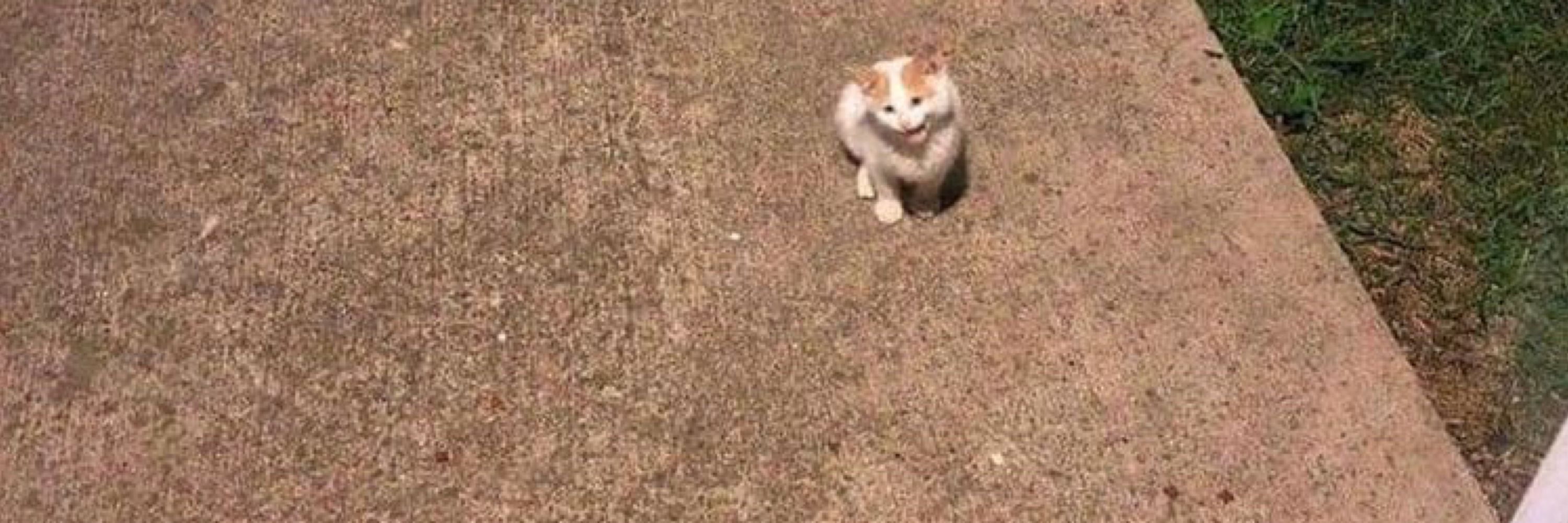 feral