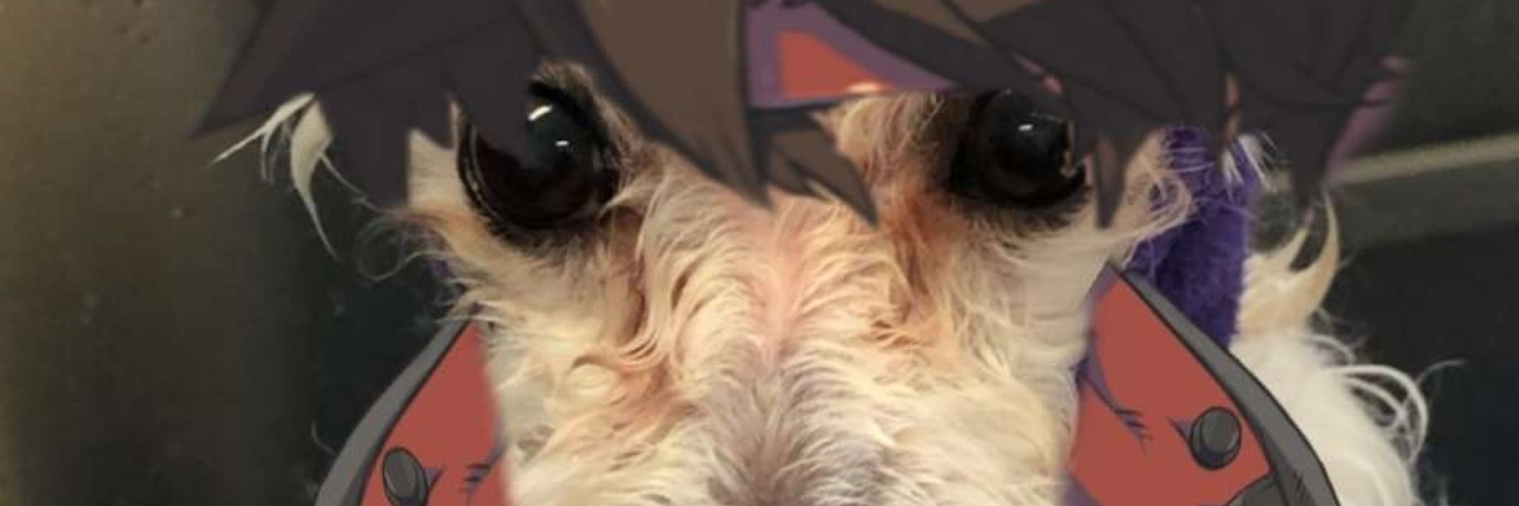 Brad
