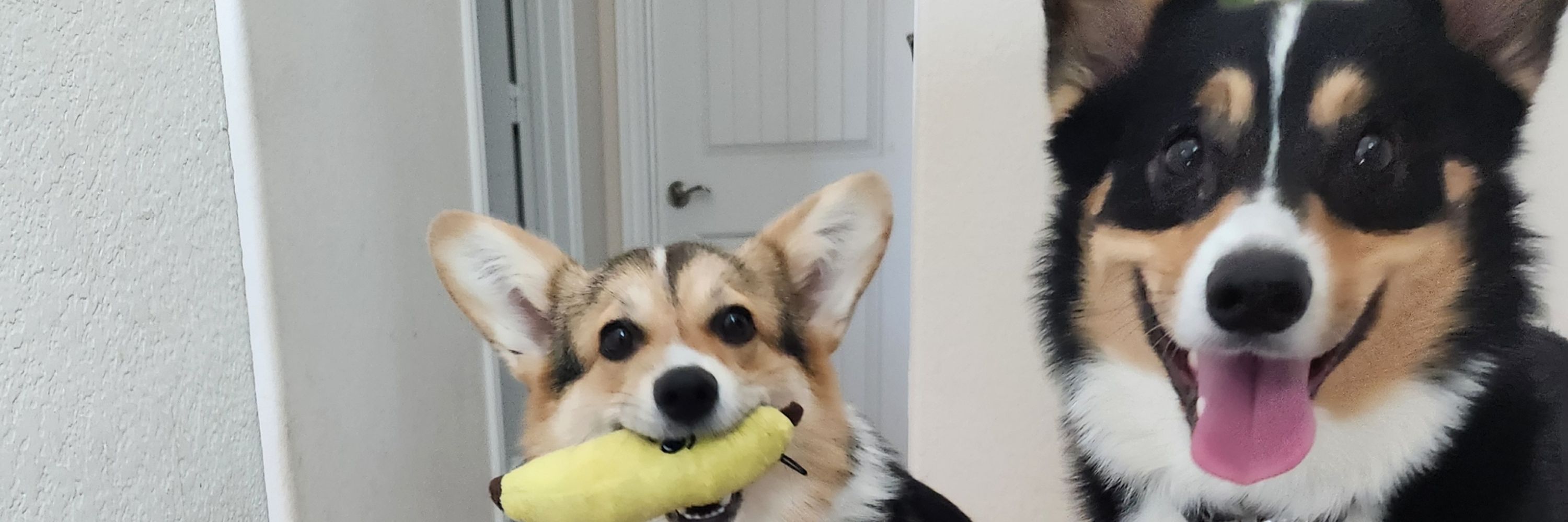 Jake