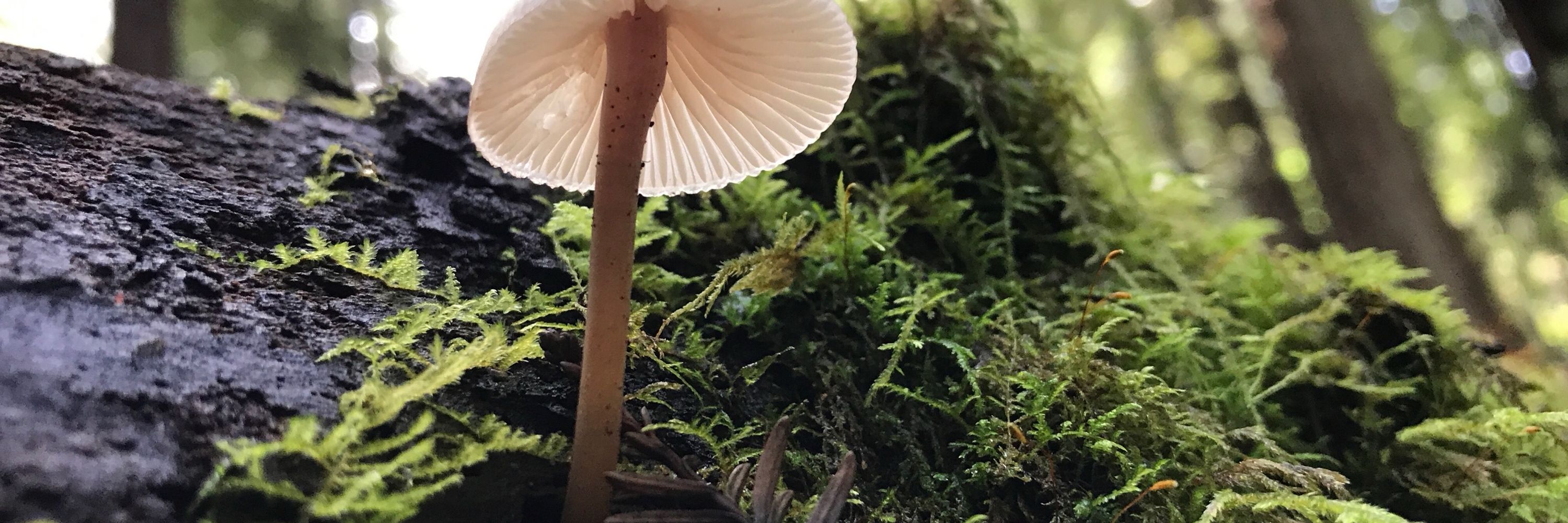 Amanita Minute