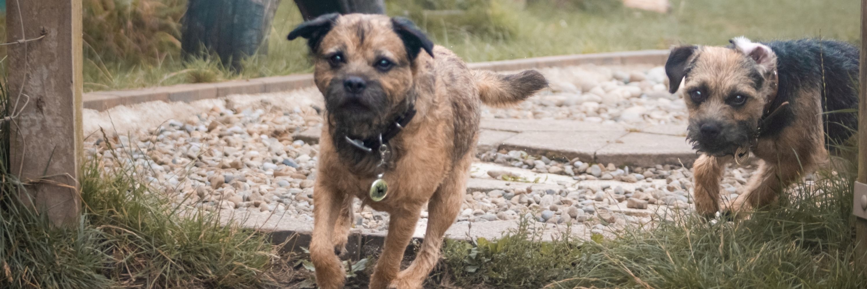 Benji and Monty the Border Terriers (@borderterrieradventures)