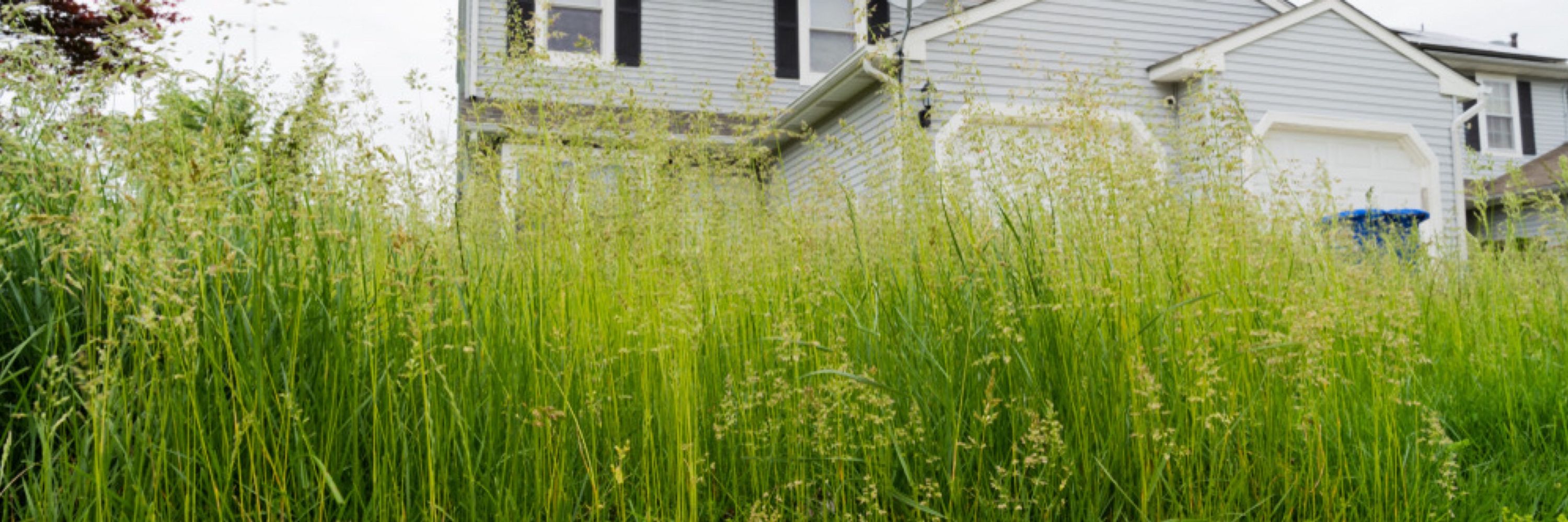 Overgrown Garden