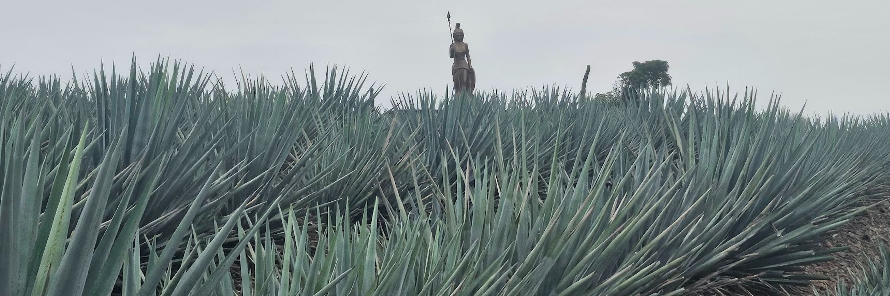enrodadera