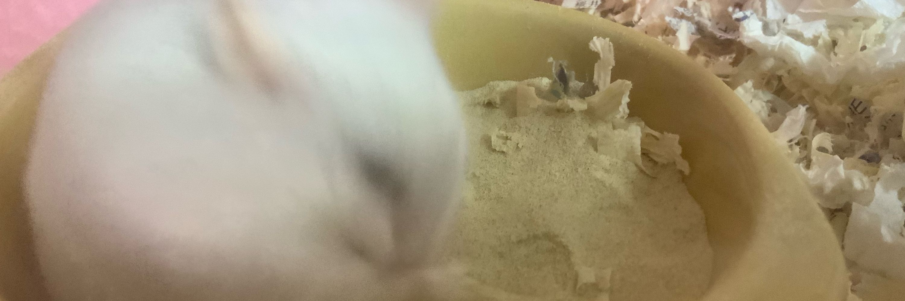 おちゃば